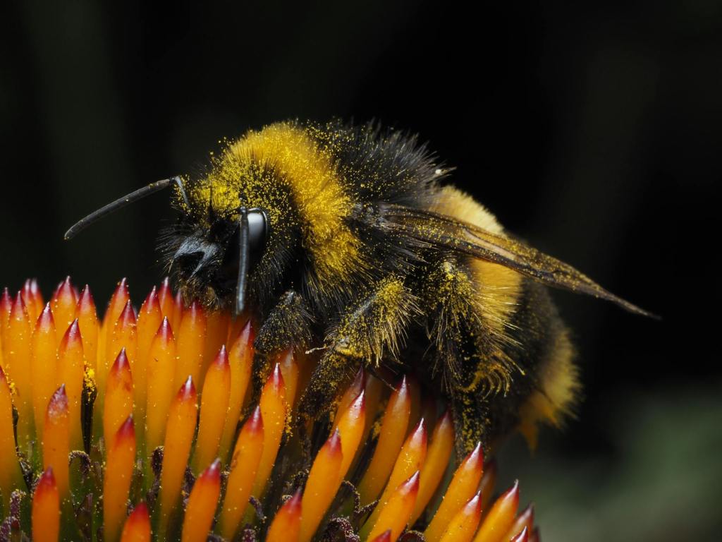 The Flower and the&nbsp;Bee